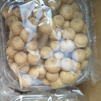 China Fresh Fruit Body Mushroom Beech Mushroom Brown Shimeji for sale