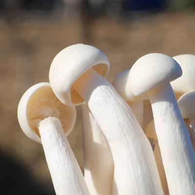 China Fresh White Seafood Beech Tree Mushroom for sale