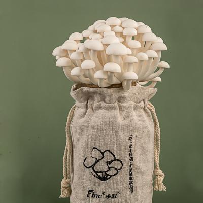 China Fresh Edible Mushroom Seafood Beech Tree Mushroom White for sale