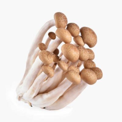 China Asian Flavor Seafood Clamshell Exported Fresh Brown Mushroom for sale