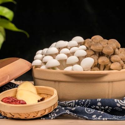 China Cool fresh clamshell mushroom in brown and white variety for sale