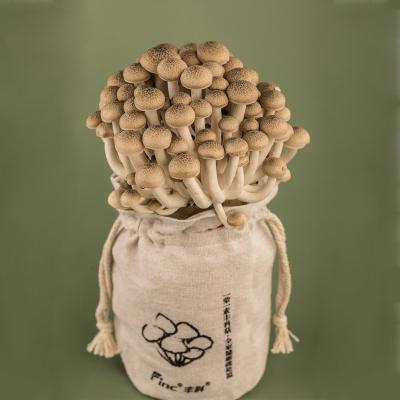 China Buy Fresh Mushroom Cold Storage Beech Brown Shimeji Online for sale