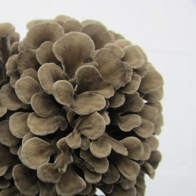 China Fresh fresh grifola frondosa mushroom for sale