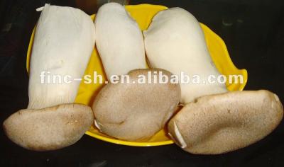 China King fresh oyster mushroom for sale