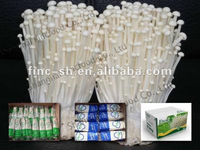 China fresh enoki for sale