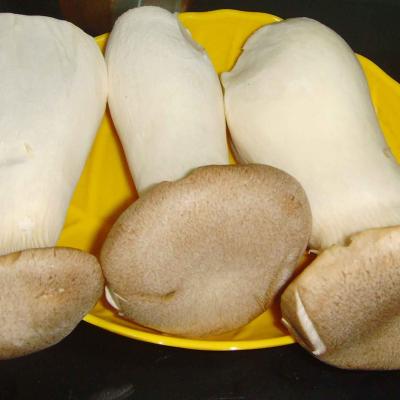 China Fresh Pleurotus Eryngii King Oyster Mushroom for sale