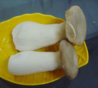 China King fresh oyster mushroom for sale