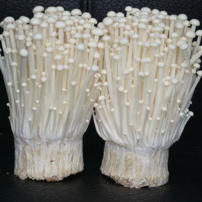 China Fresh golden enoki mushroom from Hammulina Velutipes for sale