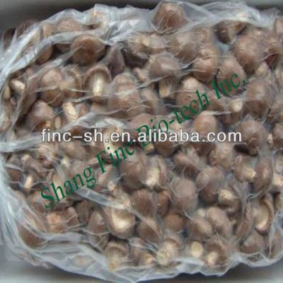 China Fresh dry shiitake for sale