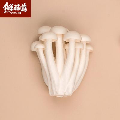 China Fresh white shimeji mushroom for sale