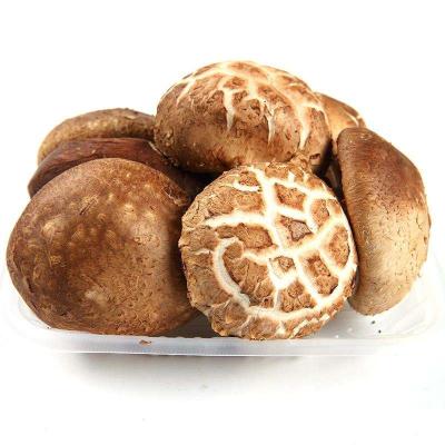 China Finc Fresh Fresh Shiitake Mushrooms for sale