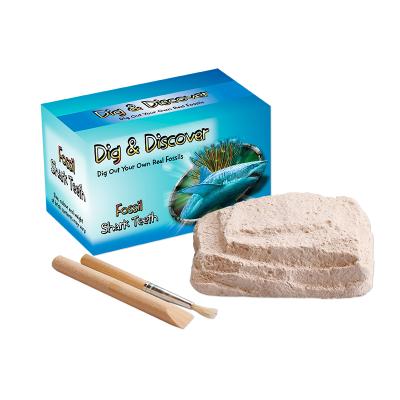 China Real Shark Tooth Science Fossil Dig Discover Excavation Kit Stem Educational Shark Tooth Toy for Kids for sale