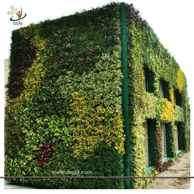 China UVG GRW011 Vertical Garden Green Wall fake plastic plants walls indoor and outddor use for sale