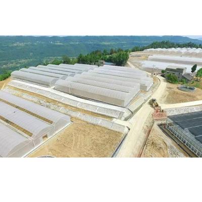 China China's plastic film agricultural sawtooth greenhouse is well ventilated for sale