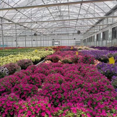 China High Quality Multi-span Commercial Automated agriculture Plastic Film Greenhouse PE Greenhouse Vegetables growing for sale