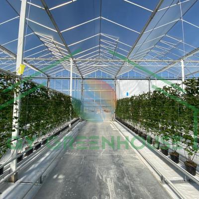 China Venlo Style Multi-span Glass Greenhouse Commercial Greenhouse vegetables and flowers growing for sale