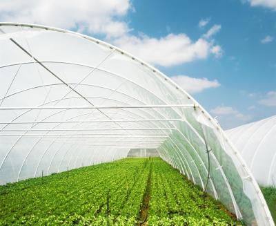 China High Quality Tunnel film Greenhouse House For Agriculture Film Greenhouse for sale