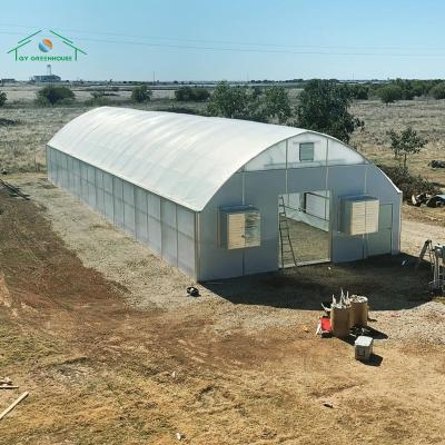 China High Quality China PE Plastic Large Tunnel Greenhouse For Agriculture Farming for sale