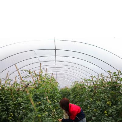 China Galvanized steel frame single-span PE agricultural film greenhouse flower plant tunnel greenhouse for sale