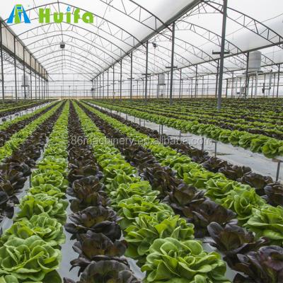 China Multy Growing Greenhouse Seedling Film Arch Tunnel Tomato Roof Large Gutter Layer Environment Controller Greenhouse for sale