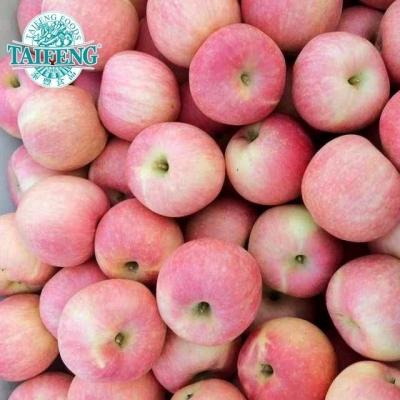 China 20kg fresh box Gala Apple for sale