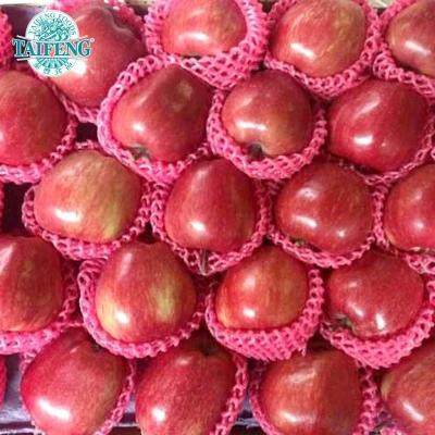 China 18kg fresh box Gala Apple for sale