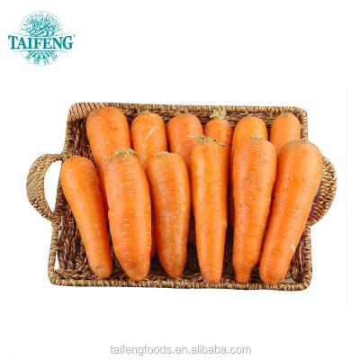 China Fresh new crop fresh carrots from Laiwu Taifeng Foods for sale