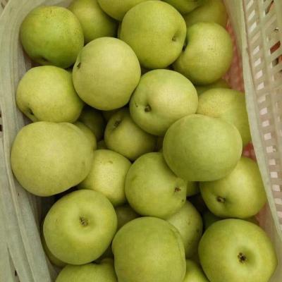 China 5kg fresh carton fresh pear for sale