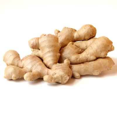 China Fresh ginger in 10kg fresh carton for sale