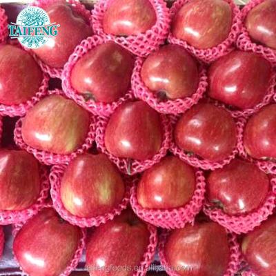 China FRESH NEW CROP FUJI APPLES FOR EXPORT FROM CHINA for sale