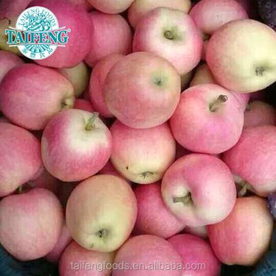 China New Gala Apple best fresh price and quality of 2017 fresh for sale