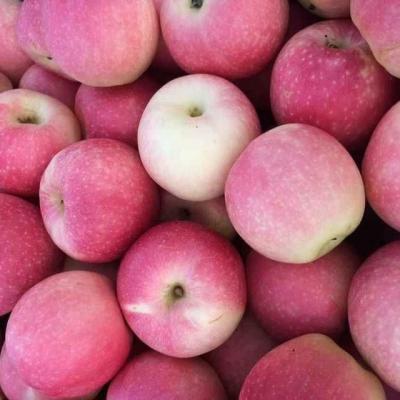 China Fresh 18kg carton gala apple 100/113/125 for sale