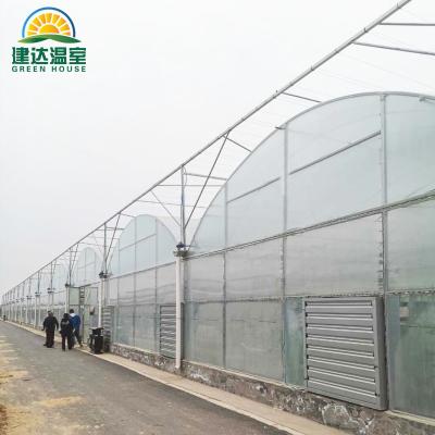 China Vegetable Fruit Flowers Solar Greenhouse With Automated Hydroponic System for sale