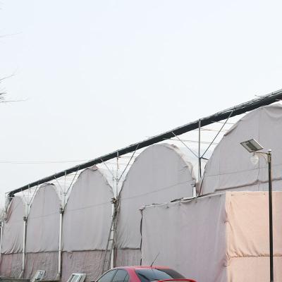 China Economy Agriculture Cut Flower Greenhouse For Fresh Cut Rose Planting for sale