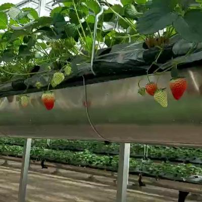 China Vegetable Growing Multispan Greenhouse For Strawberry Hydroponics For Sale for sale