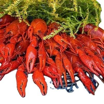 China FROZEN freshwater crawfish seasoned for export ready-to-eat frozen lobster for sale