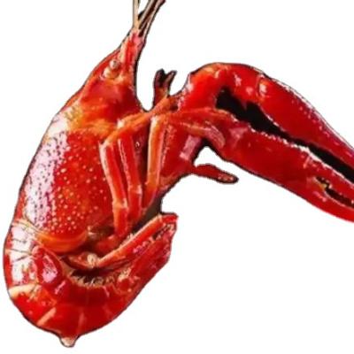 China FROZEN hongze lake lobster seasoned for export ready prepared frozen lobster for sale