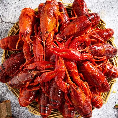 China FROZEN live lobster for sale