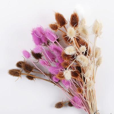 China Nature Factory INS Hot Selling Nature Dried Flower Wholesalers Dipsacus Sativus For Flower Arrangement for sale