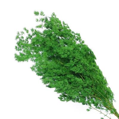 China 2021 new style natural preserved asparagus myrioeladus flower preserved asparagus for festival and home decoration for sale