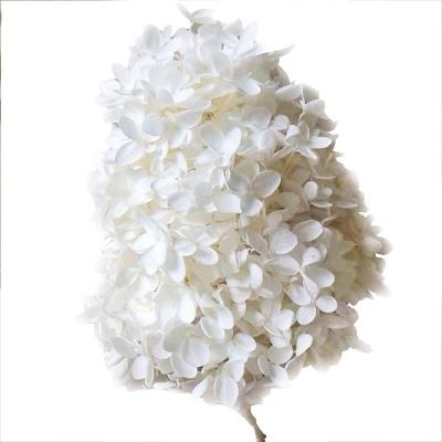 China Amazon Most Popular Hot Selling Preserved Flower New Product Durable Preserved Hydrangea For Flower Arrangement for sale