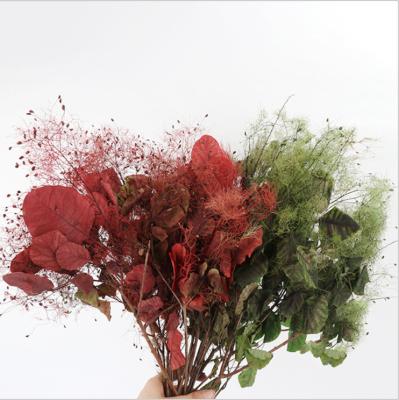 China Natural smoke tree touch preserved flower preserved cotinus coggygria scop for flower decoration for sale