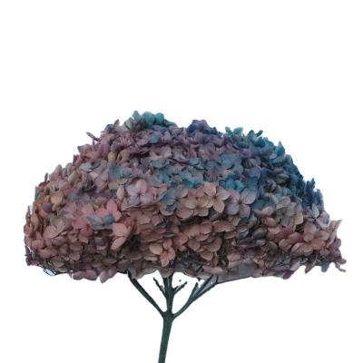 China Best Popular 2021 Natural Touch High Quality Preserved Flowers Preserved Anna Hydrangeas For Flower Bounquet for sale