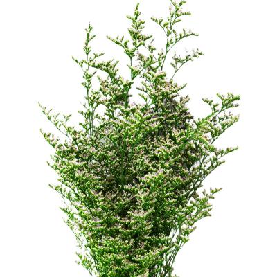 China Nature Factory Wholesale Natural Dry Love Grass Preserved Fresh Durable Desmodium Gyran Flower For Wedding Gifts for sale