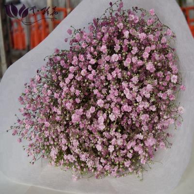 China Wedding cut flower fresh babysbreath pink flowers/ceremony/home/decoration china supplier for wedding flower for sale