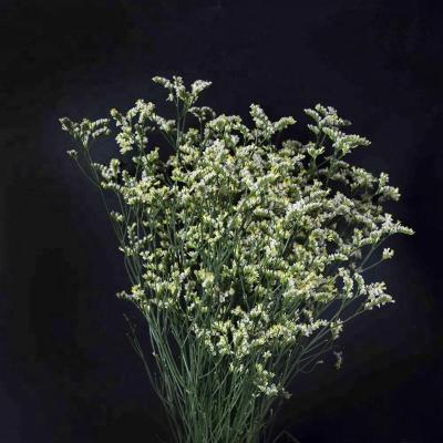 China Floral bouquet material many color to choose Limonium statice fresh cut flower for sale