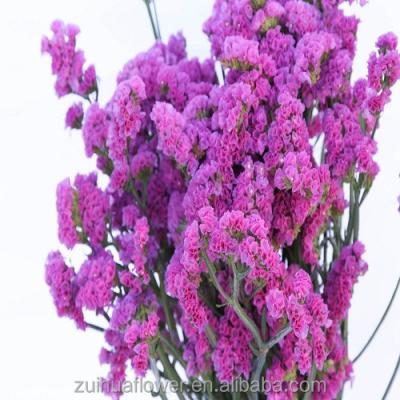 China Floral bouquet material forget me not fresh cut flower for floral bouquet material for sale