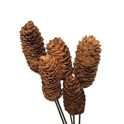 China New Arrival Plant Nature Pine Cone Flower Long Stem DIY Natural Dry Pine Cone Dried Flower Home Decor Layout for sale