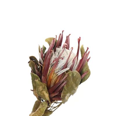 China High quality cynaroides protea nature plant king amazon hot selling preserved flower for home decorative for sale