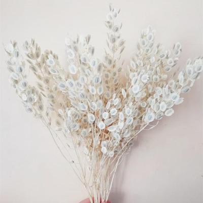 China Nature Factory Wholesale Cheap Dried Flowers Preserve Pennycress For Wedding Decor Flower Bouquet for sale